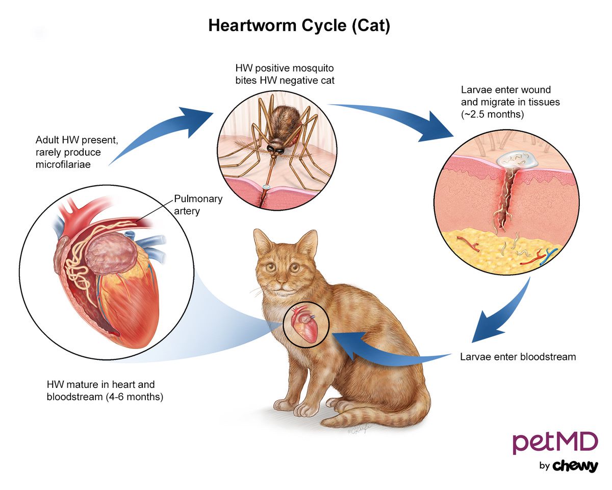 Symptoms of clearance heartworm